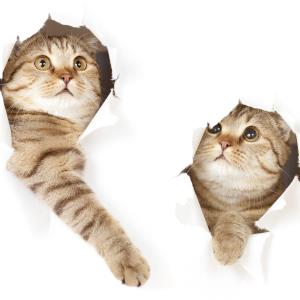 FRIDAY FUNNIES: Peculiar property a cat’s kingdom