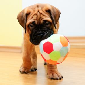 Dogs are a landlord's best friend