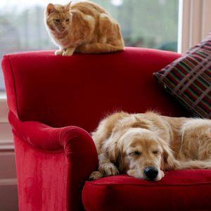 No pets holding back price 