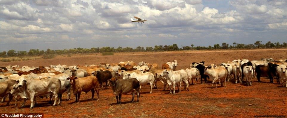 outback-cows