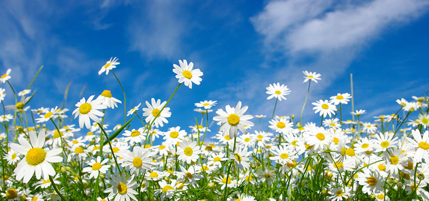 Field of daisies