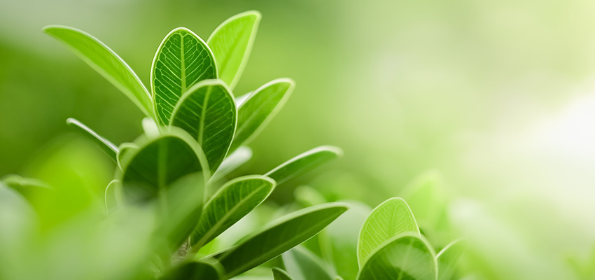 REA Group goes carbon neutral