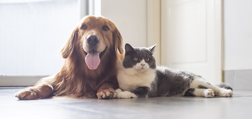 NSW cans strata building pet bans