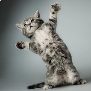 cat standing arms outstretched
