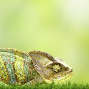 How successful BDMs are like chameleons