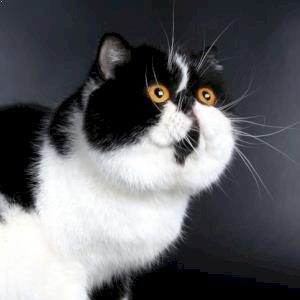 Pet damage cover the answer to landlord woes?